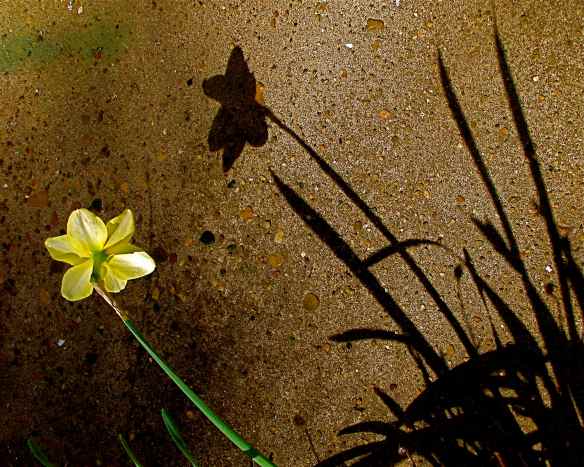 IMG_9992 Daffodil and shadow